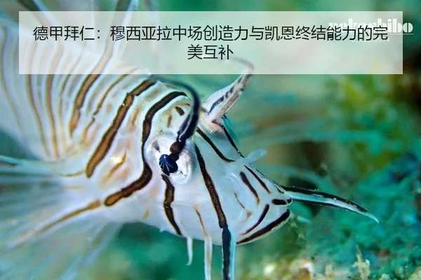 de-jia-bai-ren-mu-xi-ya-la-zhong-chang-chuang-zao-li-yu-kai-en-zhong-jie-neng-li-de-wan-mei-hu-bu-2-531.jpg